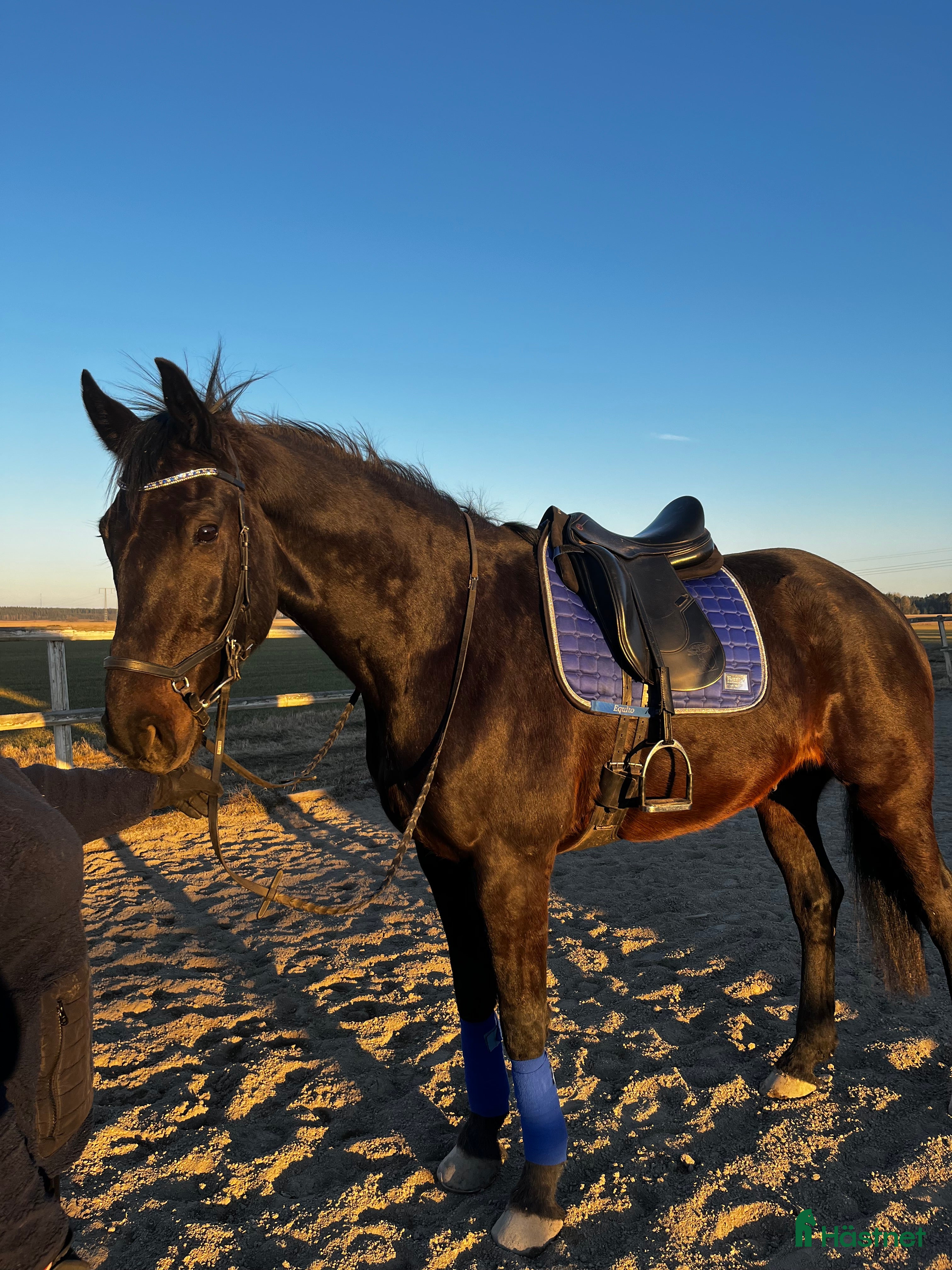  hästar Säljes alt bytes  i Enköping - Annons 4