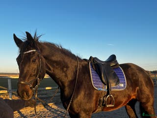 hästar Säljes alt bytes i Enköping - Annons 4