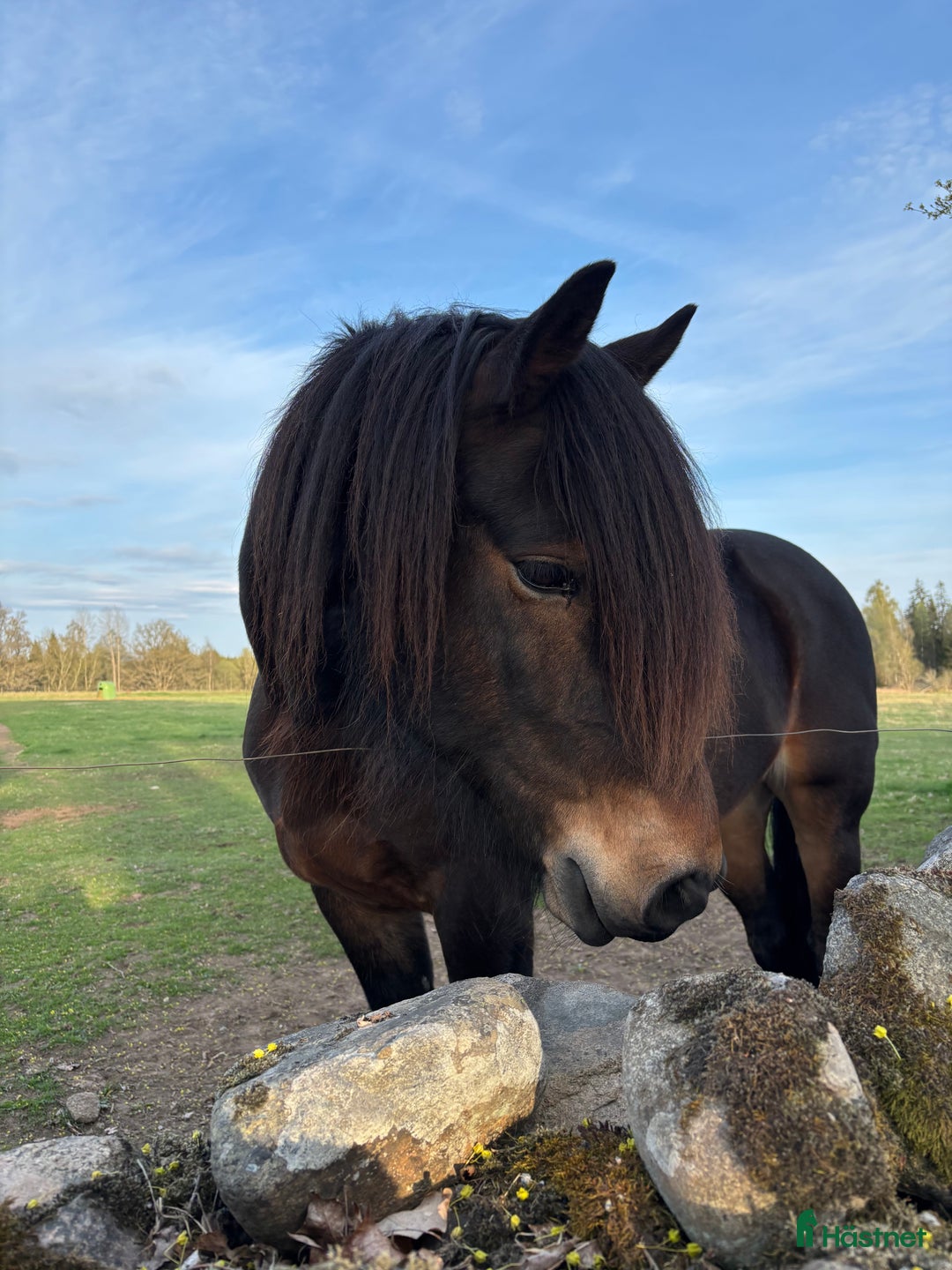 foderhäst finnes: Kallblod söker fodervärd i Göteborg - Annons 11