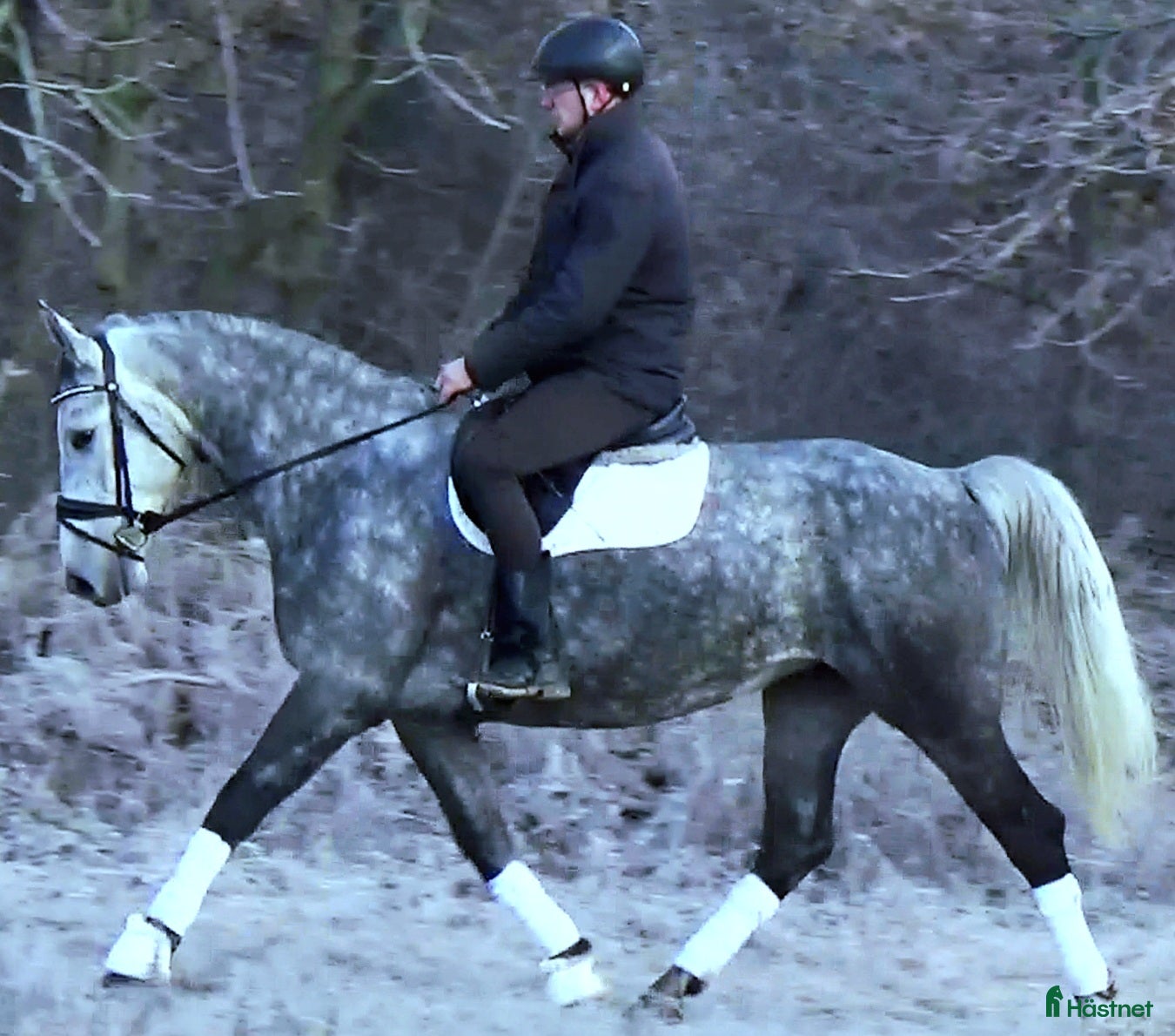  hästar Bombproof Grey Beauty-confidence giving allrounder - Annons 1