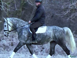 hästar Bombproof Grey Beauty-confidence giving allrounder - Annons 1