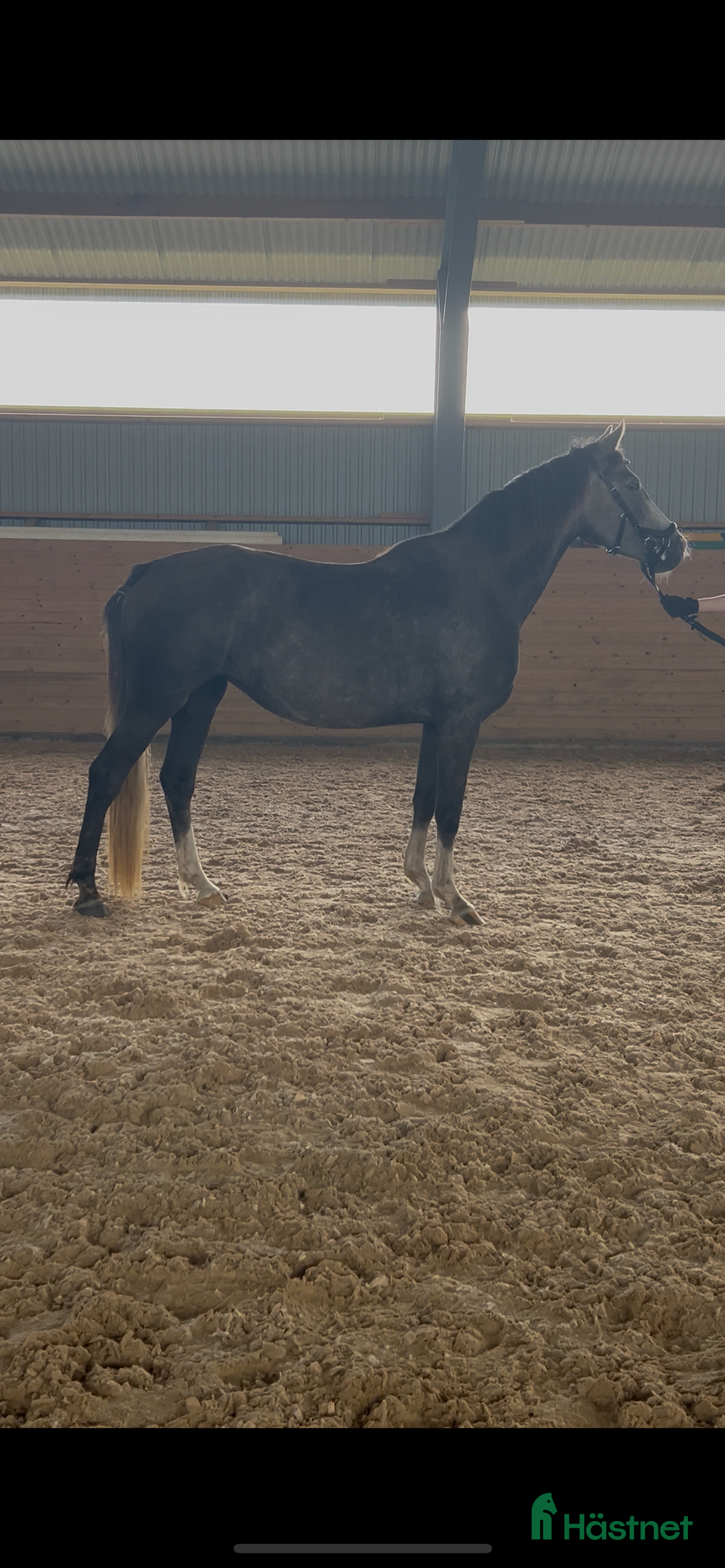 Allround hästar till salu: Inriden treåring med mycket bra möderne!  i Skene - Annons 2