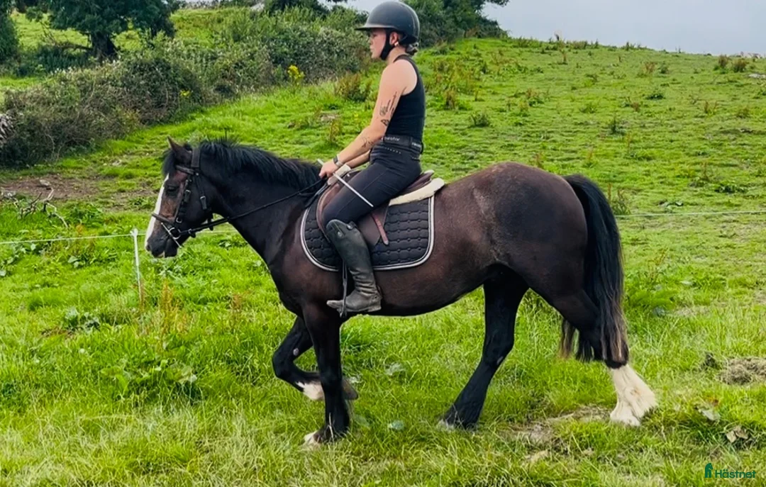 Allround hästar till salu: Lovely gelding 140cm - Annons 2