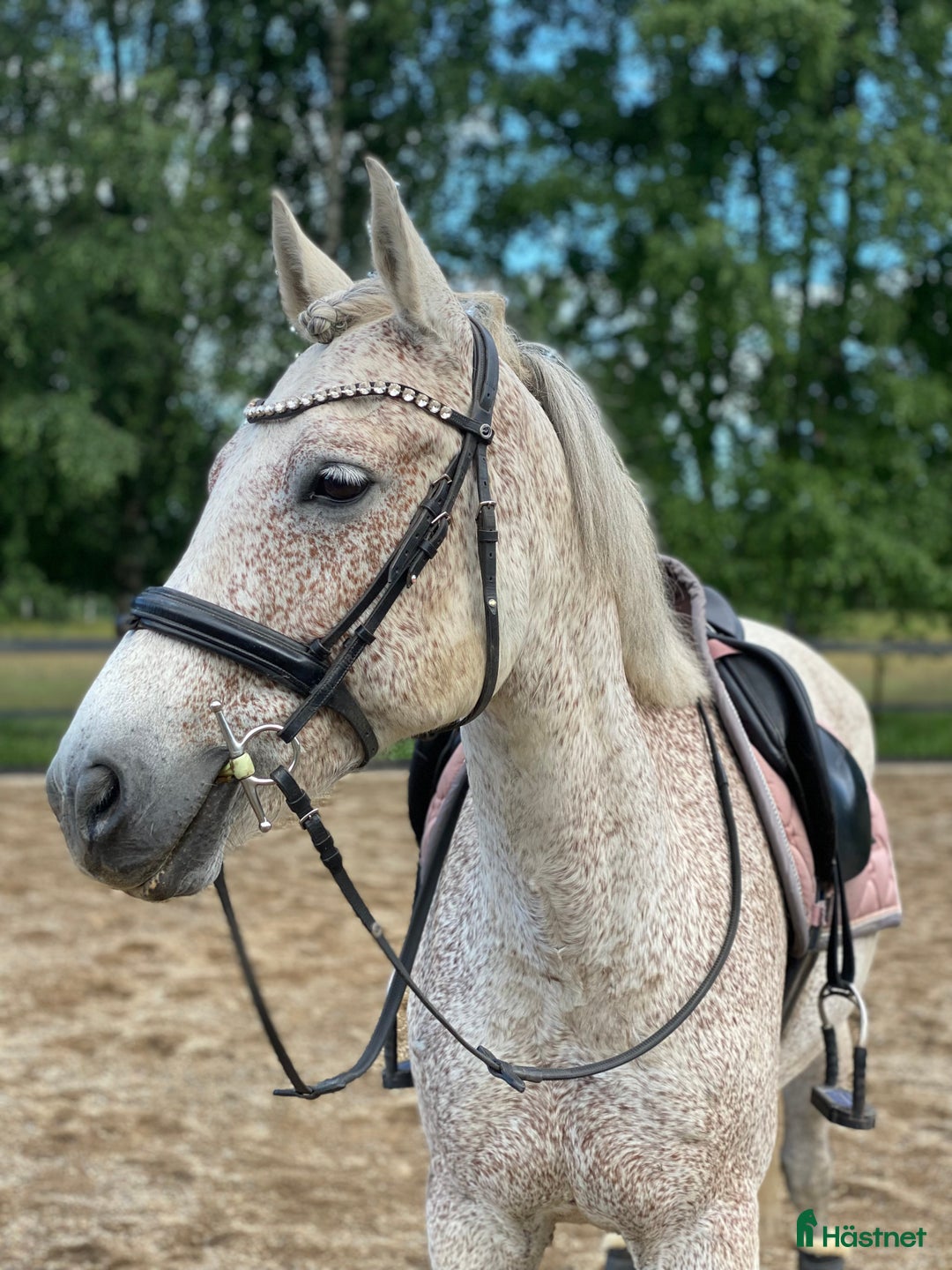 Träns hästutrustning till salu: Svart träns med strass i Tyresö - Annons 4