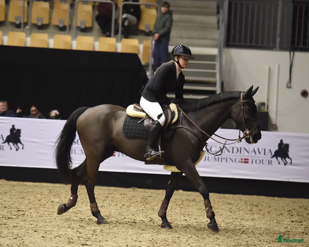 Hoppning hästar till salu: FEI Showjumping Pony - Annons 2