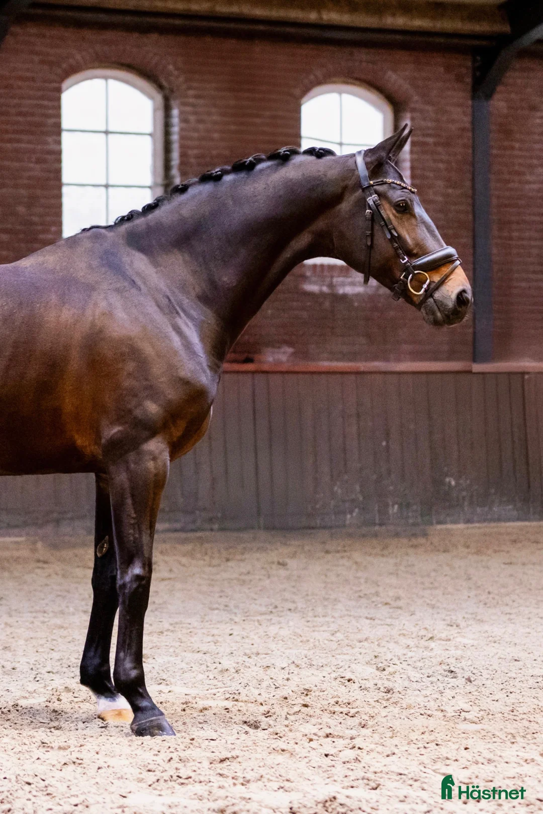 Dressyr hästar till salu: ELEGANT KWPN-STO MED STORT POTENTIAL - Annons 2