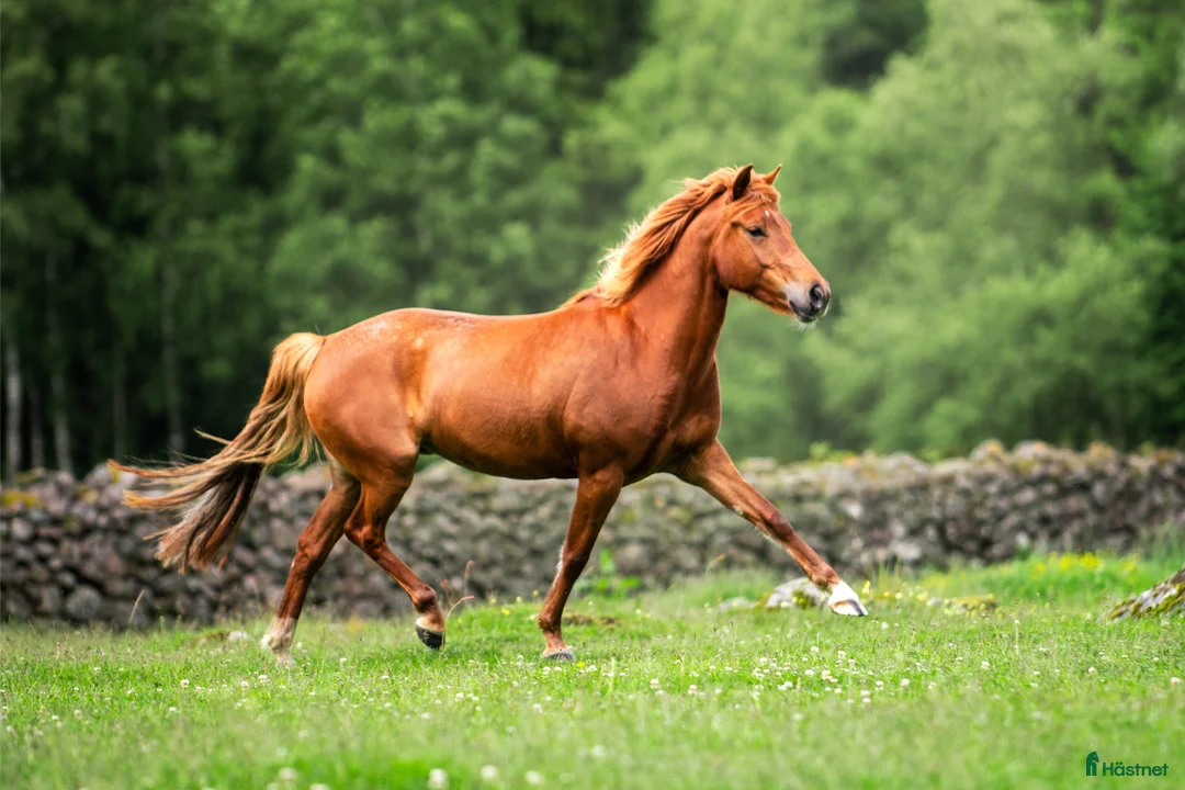 Allround hästar till salu: Fantastisk IslandsXquarter sto med sportpotential - Annons 1