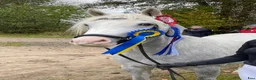 Allround hästar till salu: Fint Welshsto med utstrålning - Annons 3