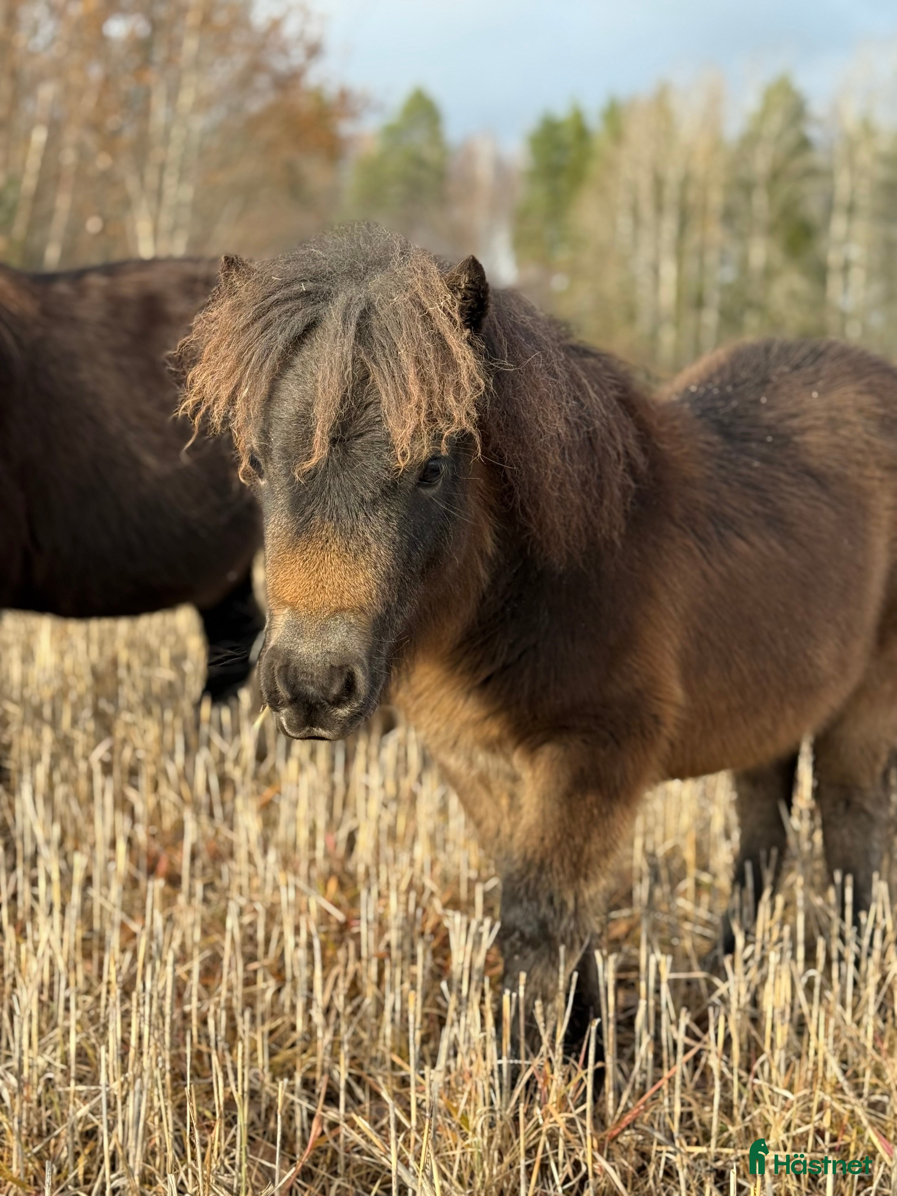  hästar ⭐️ Vackert diplomsto med stoföl säljes ⭐️ i Dyltabruk - Annons 13