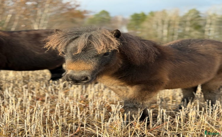  hästar i Dyltabruk - Annons 5