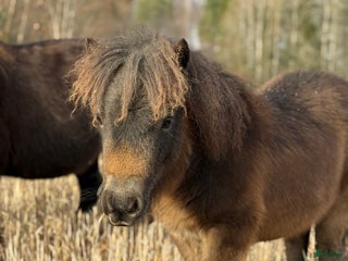 hästar ⭐️ Vackert diplomsto med stoföl säljes ⭐️ i Dyltabruk - Annons 12