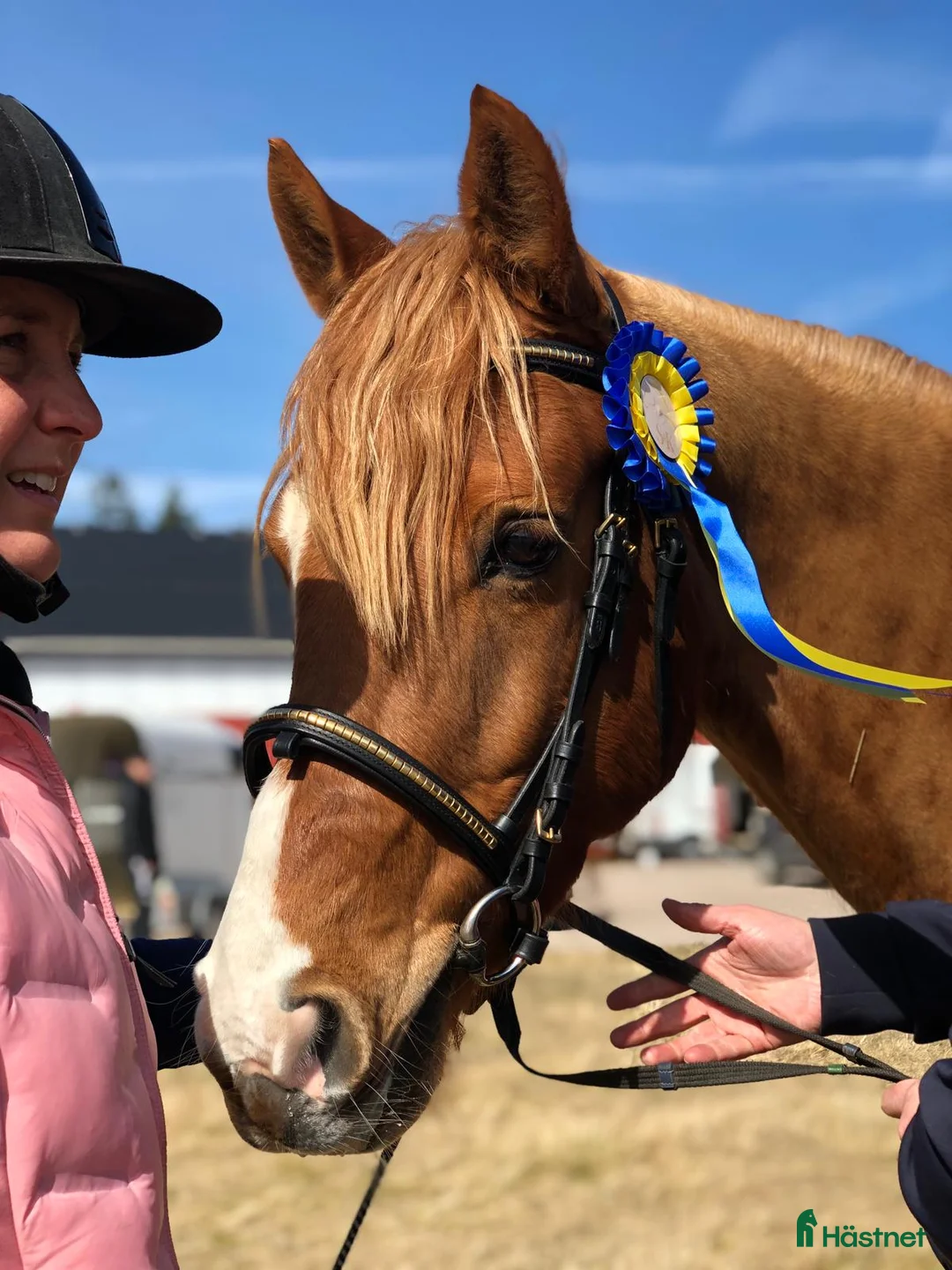 Allround hästar till salu: Maxad Welsh D-ponny  - Annons 1