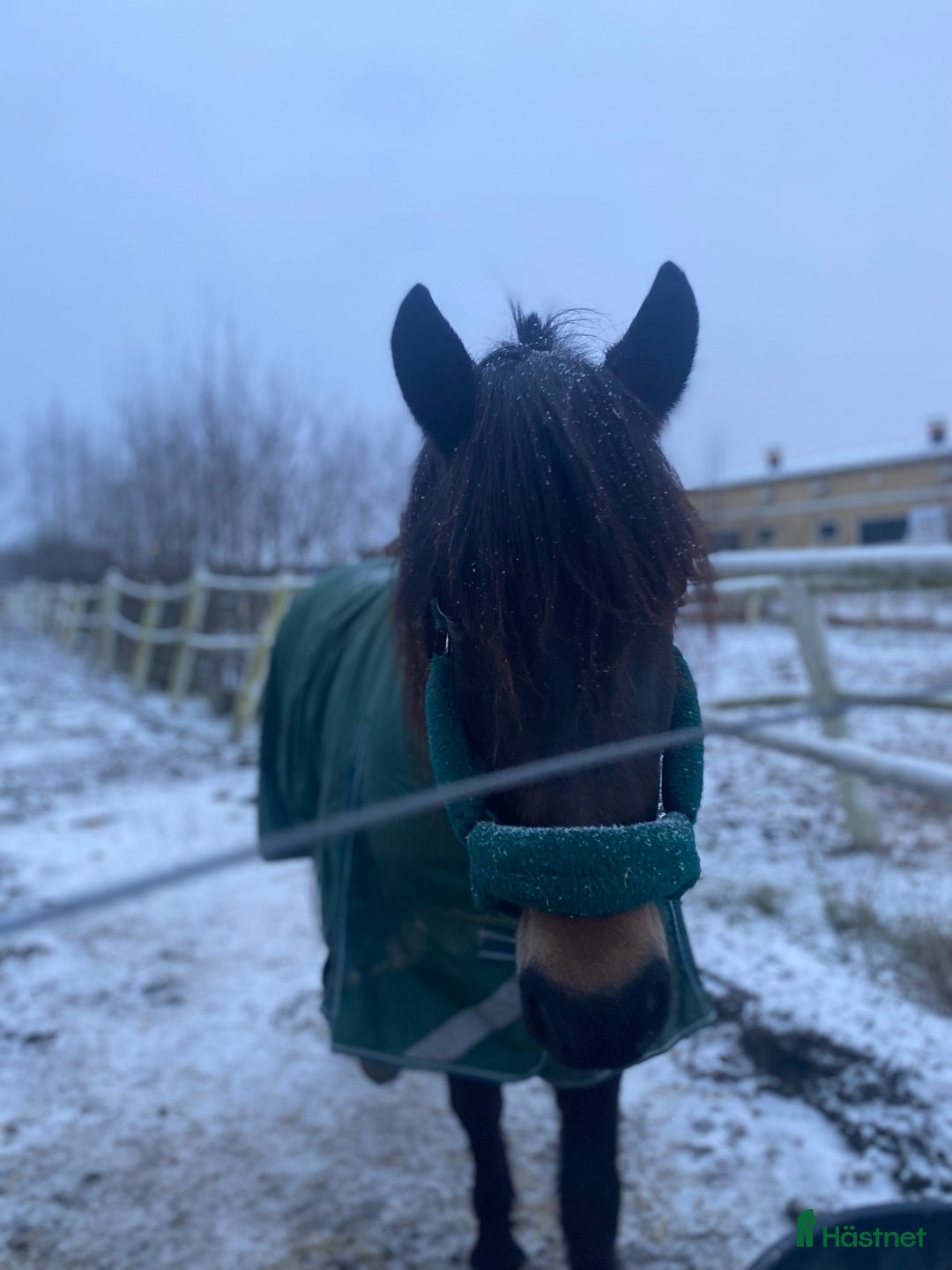 Sällskap hästar till salu: Kallblod till sällskap eller avel i Själevad - Annons 7