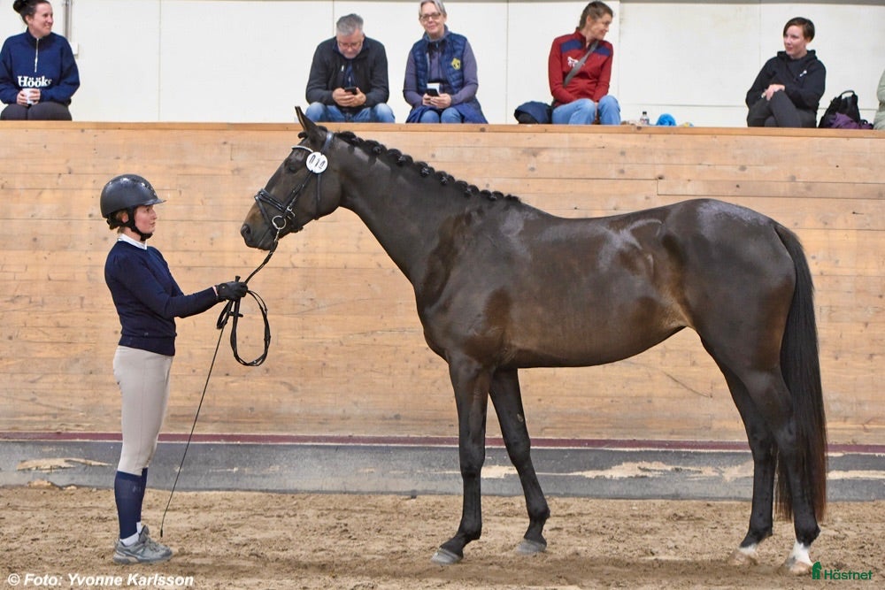  hästar Elegant SWB sto!  - Annons 5