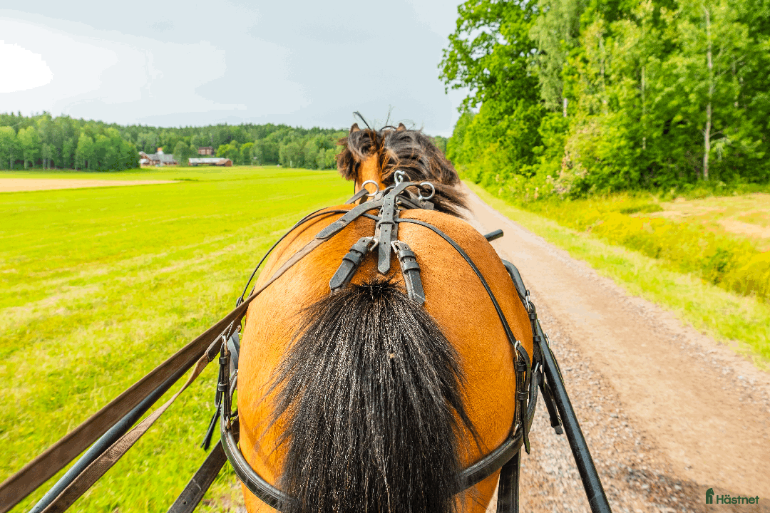 Allround hästar till salu: Allround stark korsning som gillar att hoppa i Söderköping - Annons 20
