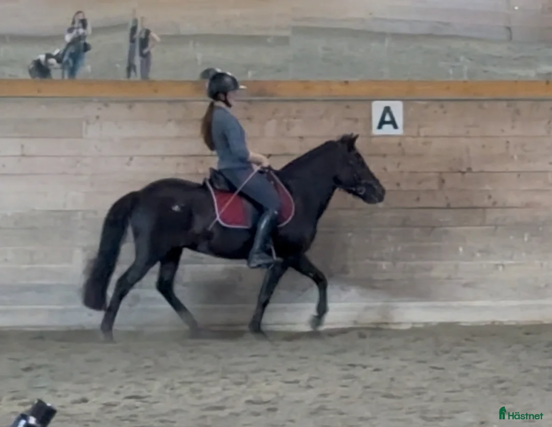 Island hästar till salu: Intressekoll i Knutby - Annons 5