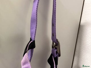 Övrig Hästutrustning hästutrustning till salu: Ljuslila grimma med flugpannband i Kristianstad - Annons 2