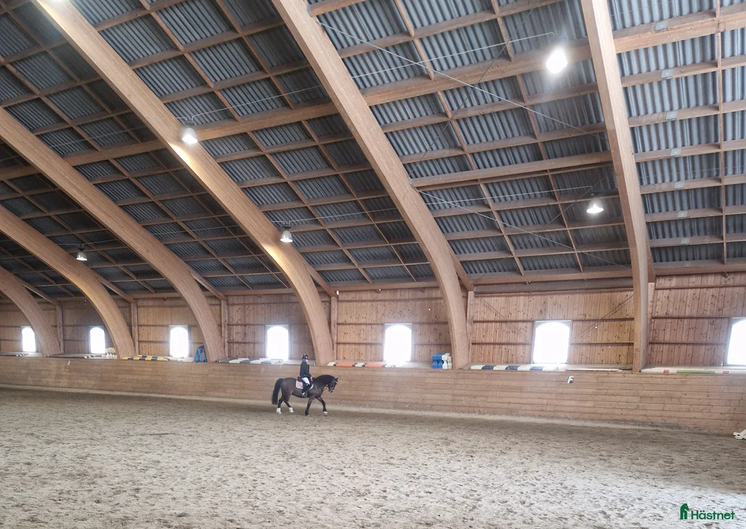 Allround hästar till salu: Världens tryggaste  Diplomsto/Läromästare  i Kopparberg - Annons 5