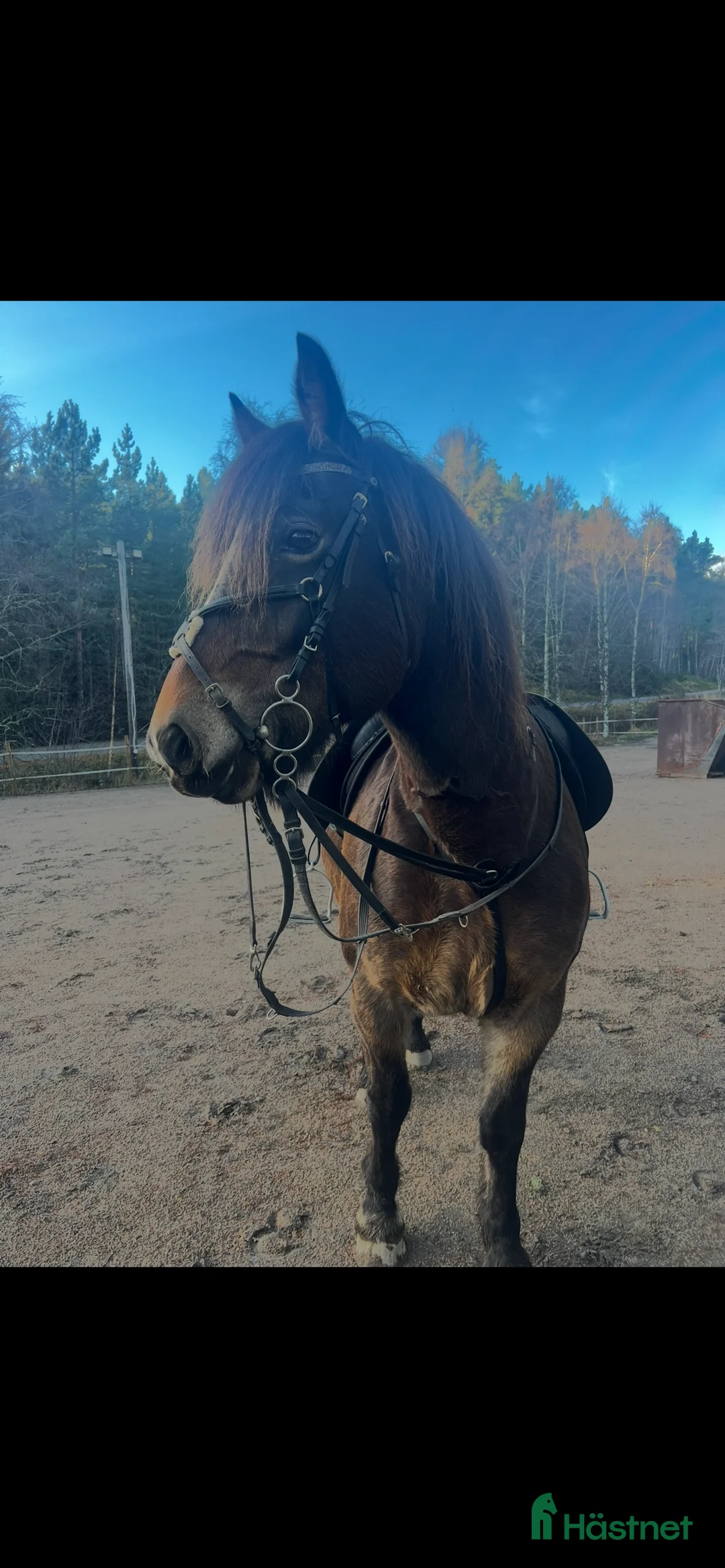 Allround hästar till salu: Kallblodssto i Hudiksvall - Annons 3