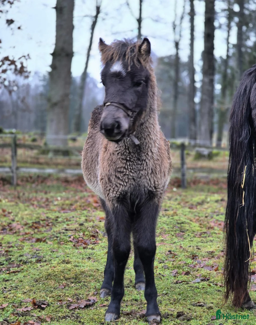 Allround hästar till salu: Blivande stjärna säljes - Annons 3