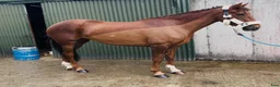 Allround hästar till salu: Lovely allrounder type 160cm - Annons 16