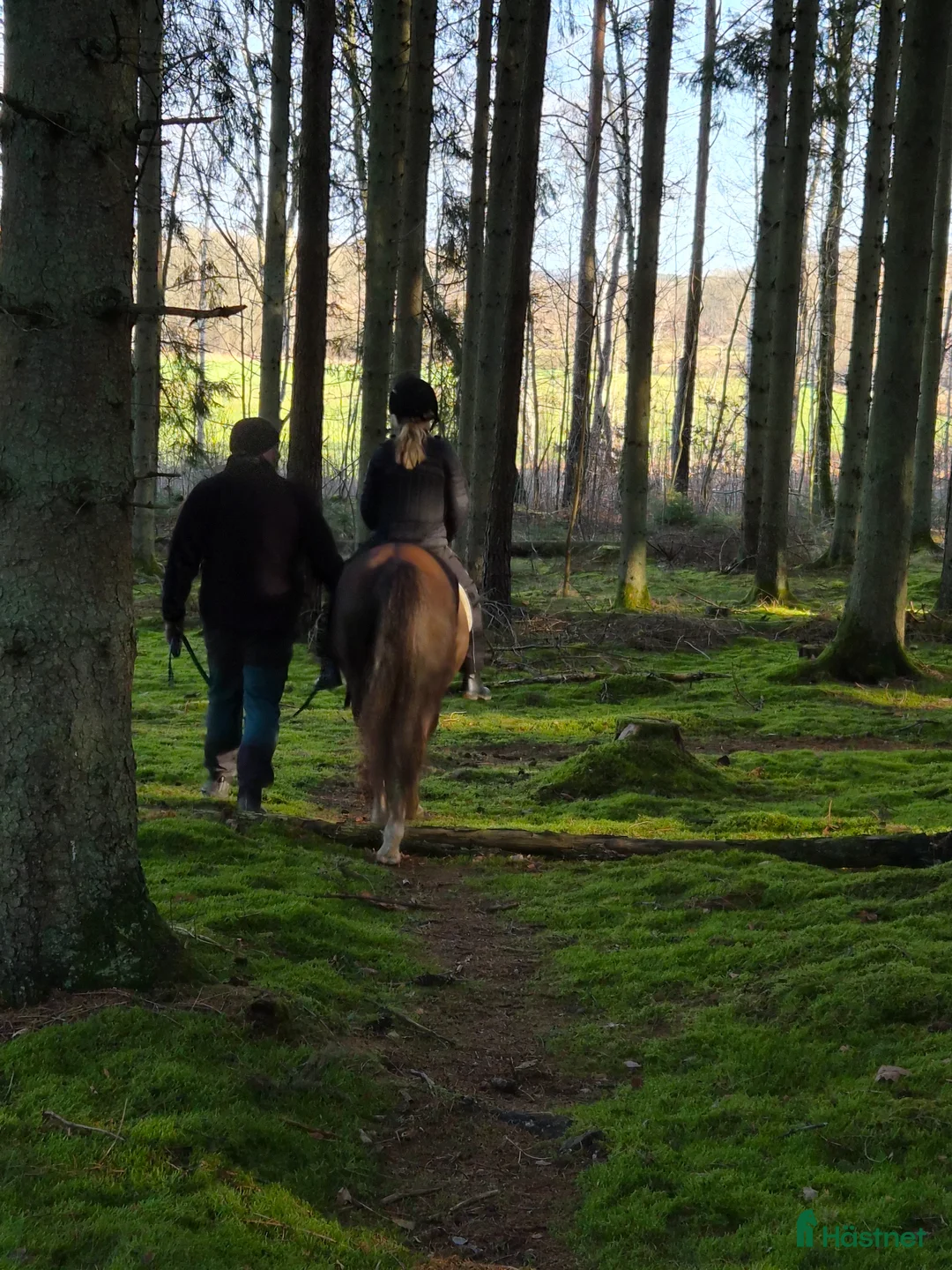  medryttarhäst finnes: Medryttarponny finnes i Knislinge - Annons 1