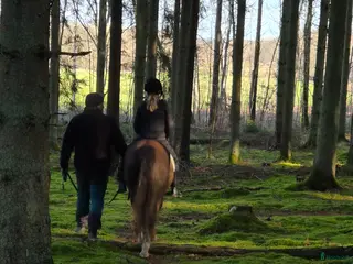 medryttarhäst finnes: Medryttarponny finnes - Annons 13