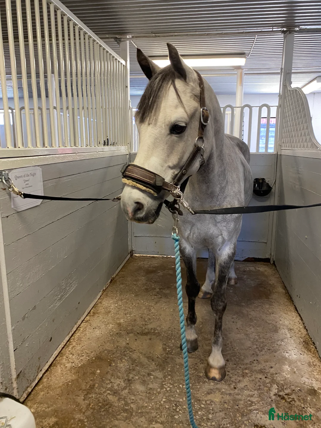 Hoppning hästar till salu: Fantastisk ponny på alla sätt! i Kalmar - Annons 2