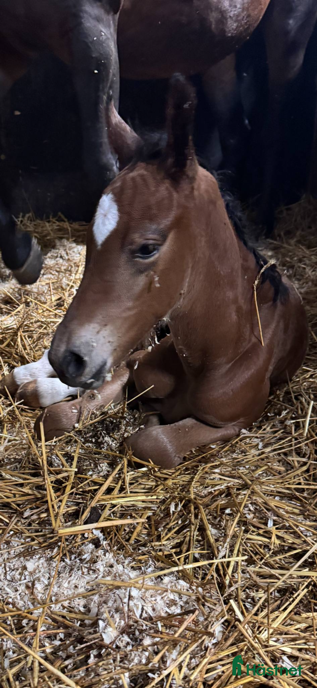 Hoppning hästar till salu: Blivande hoppstjärna  - Annons 4