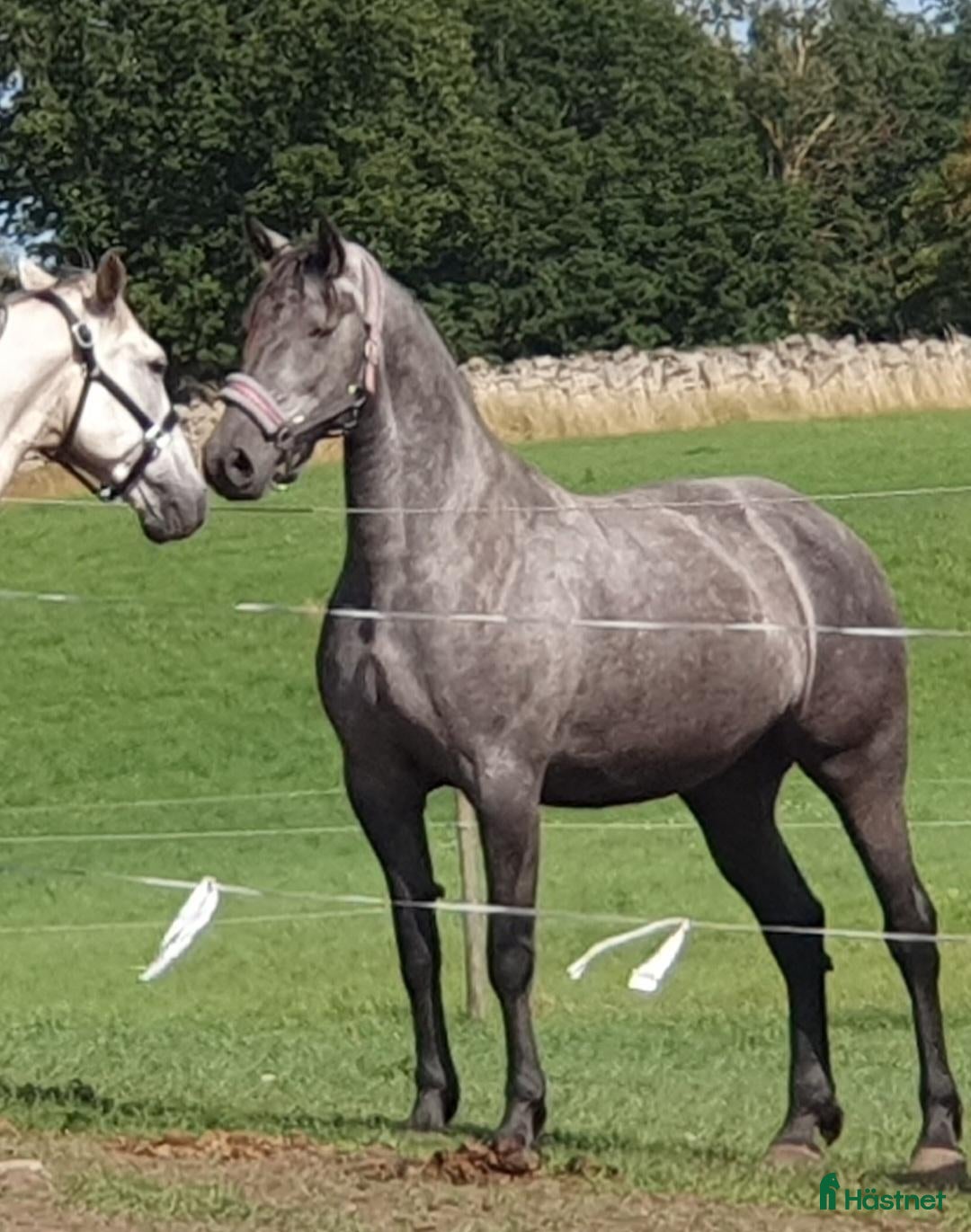  hästar Friesermix - Annons 2