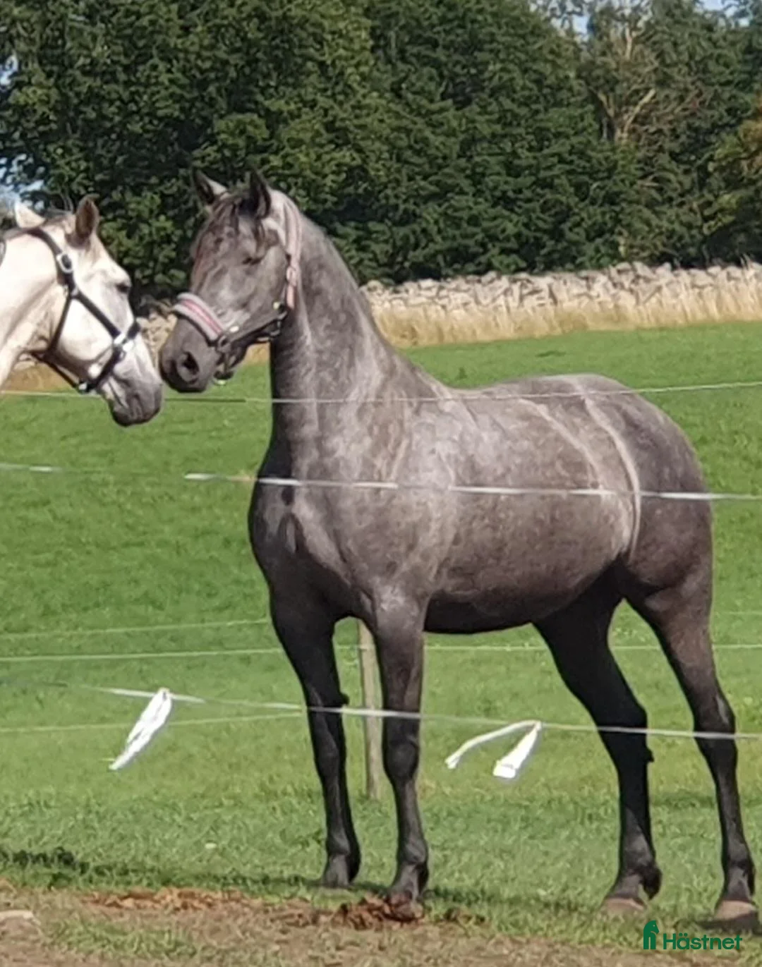 Allround hästar till salu: Friesermix - Annons 2