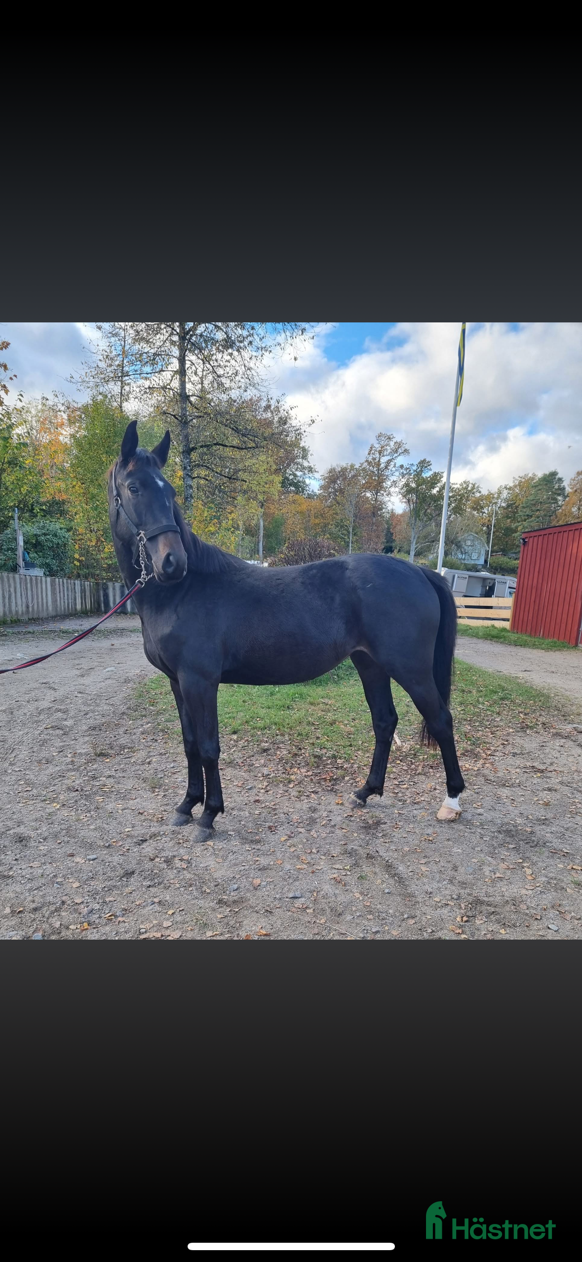  hästar Häftig multitalang  i Lerum - Annons 17