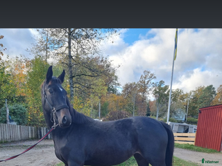 hästar Häftig multitalang i Lerum - Annons 18