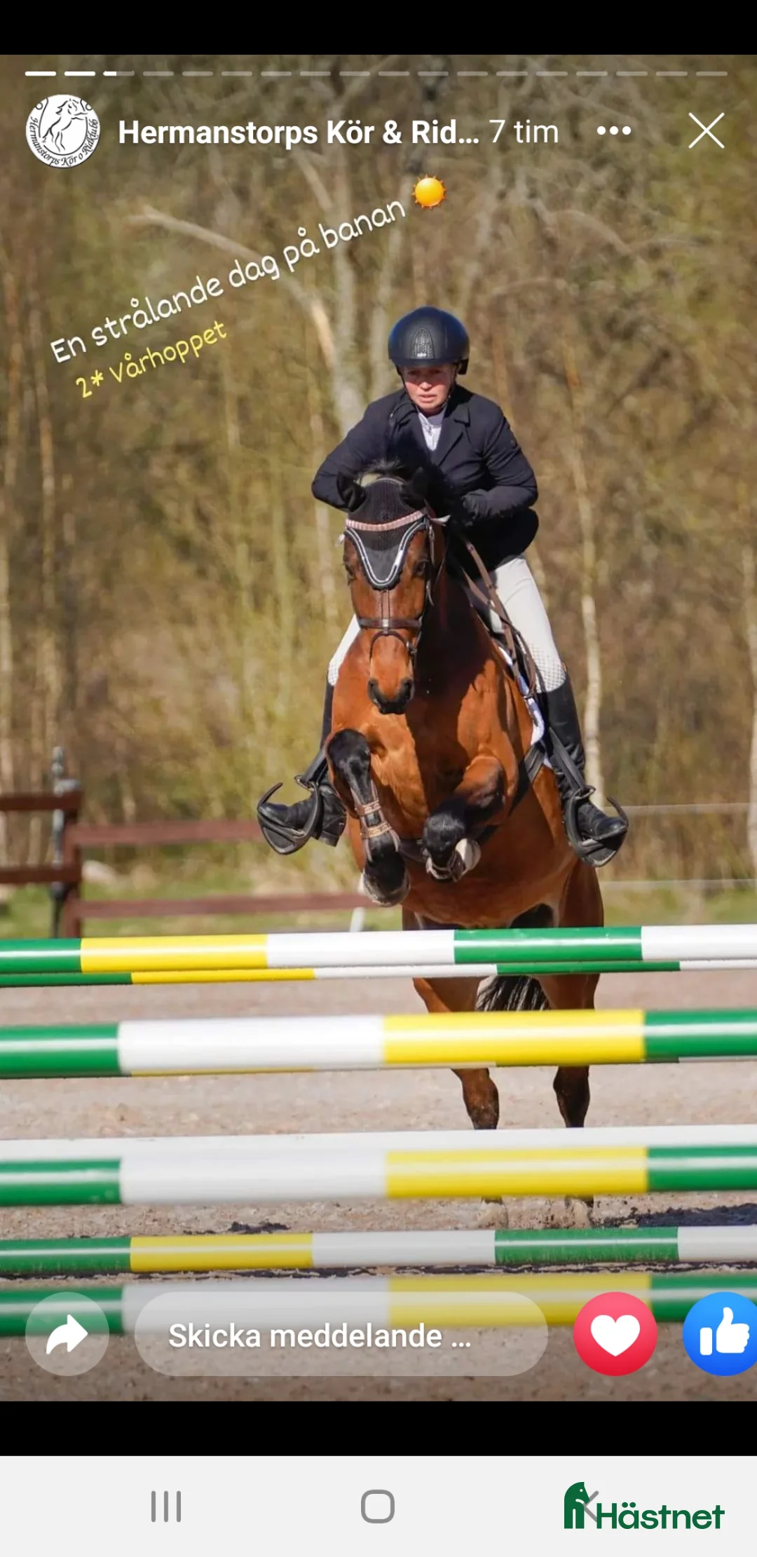 Allround hästar till salu: Läromästare - Annons 6