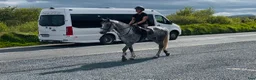Allround hästar till salu: Gorgeous 158cm gelding  - Annons 10