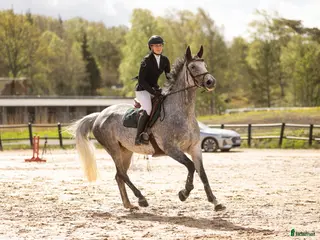 hästar Trevligt SWB sto 10 år - Annons 6
