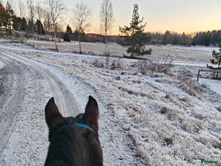 foderhäst Quartervalack i Österskär - Annons 4