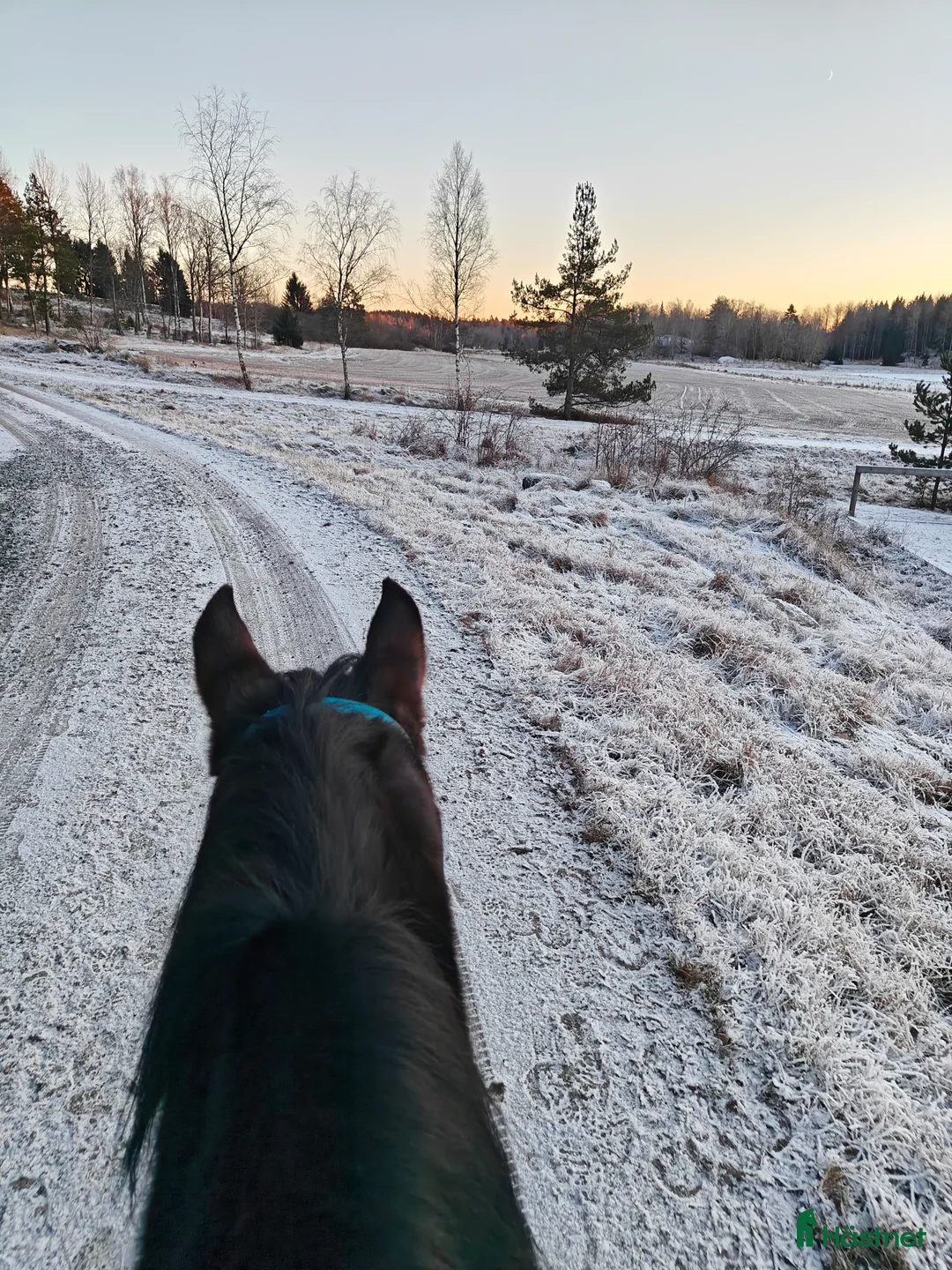  foderhäst finnes: Quartervalack  i Österskär - Annons 1