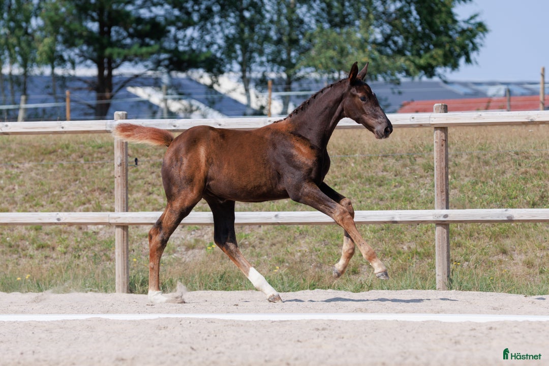 Hoppning hästar till salu: Diamant de Semilly-föl med prestationsstam i Rockneby - Annons 4