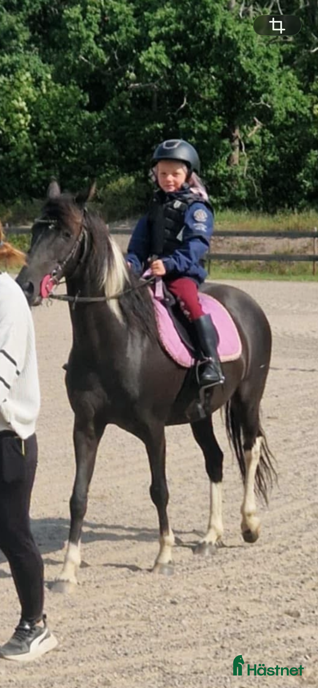 Allround hästar till salu: Underbar kille  i Torsås - Annons 2