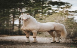 Avelshästar hästar till salu: Welsh av Cobtyp hingst! Kan även kastreras i Heby - Bild 8