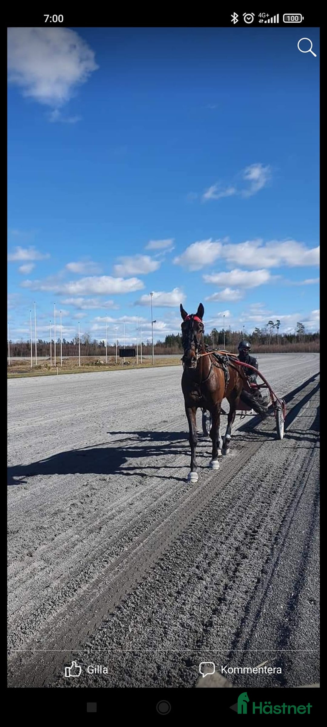 Allround hästar till salu: Mysig varmblodskille med stort hjärta. i Karlshamn - Annons 8