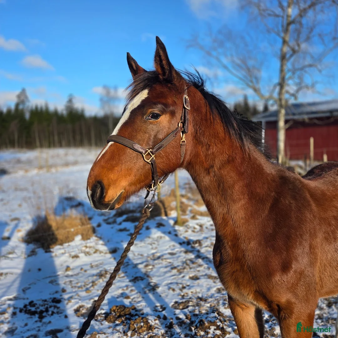 Allround hästar till salu: Charmigt hingstföl e. Hemerald - Annons 1