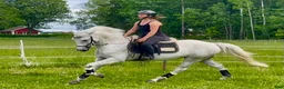 Allround hästar till salu: Mycket fin Connemara Projekt  - Annons 10