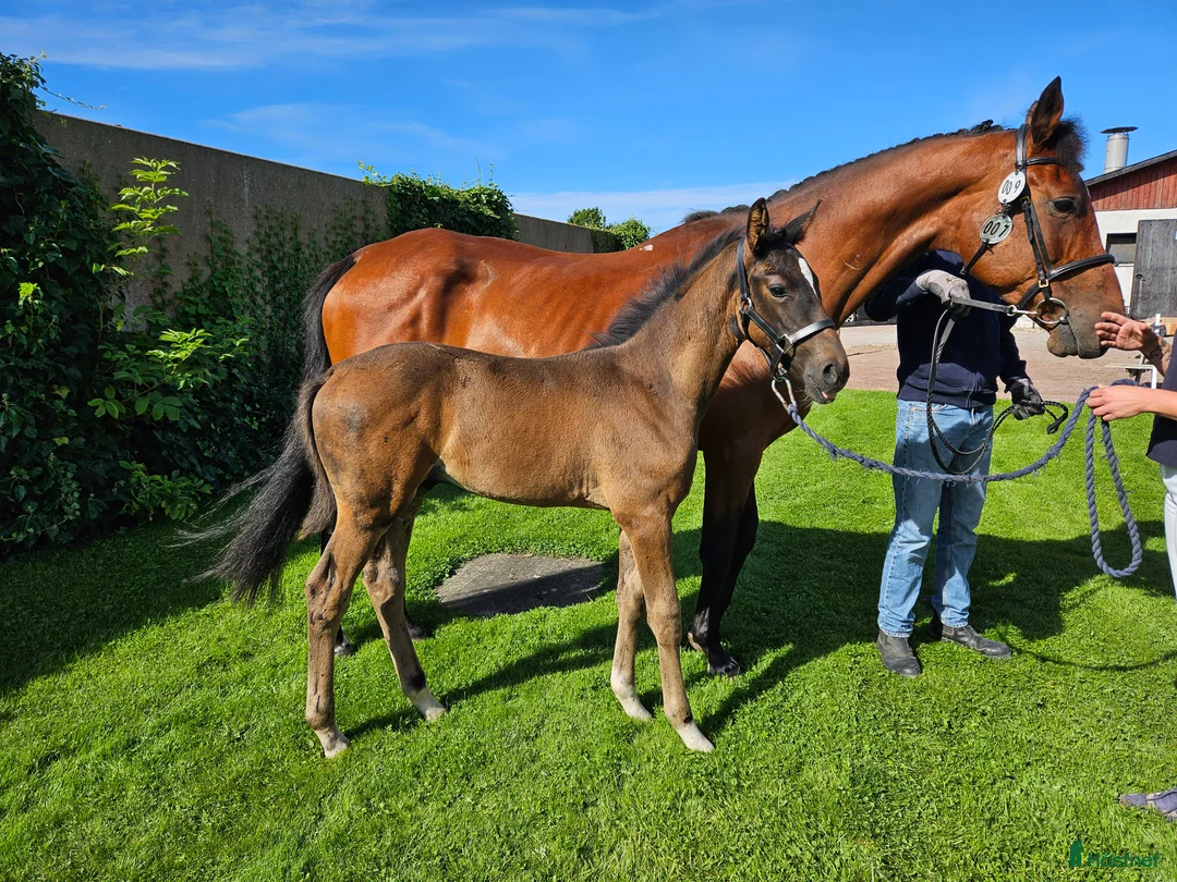 Dressyr hästar till salu: Harry vinnare 83,9% i Köpingsvik - Annons 5