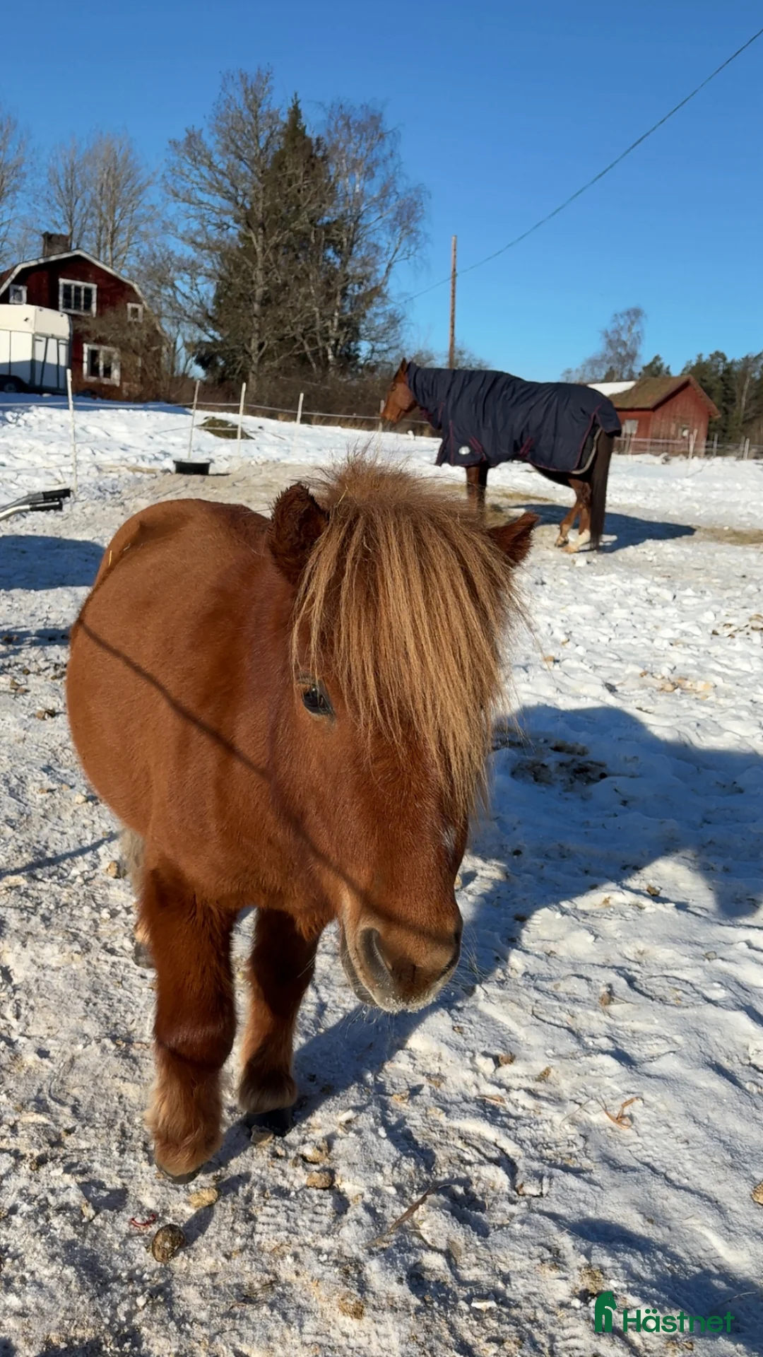 Allround hästar till salu: Fodervärd sökes för senare köp - Annons 4