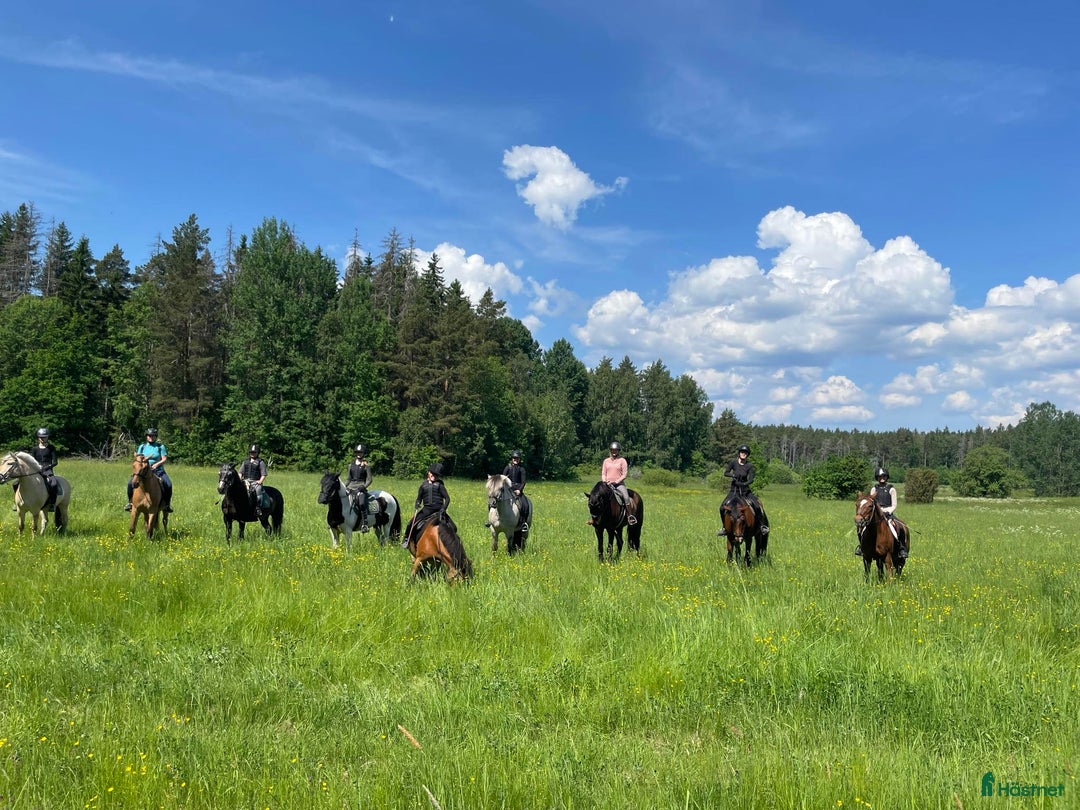 Allround hästar sökes: Ponny sökes till liten ridskola!   i Norrköping - Annons 1