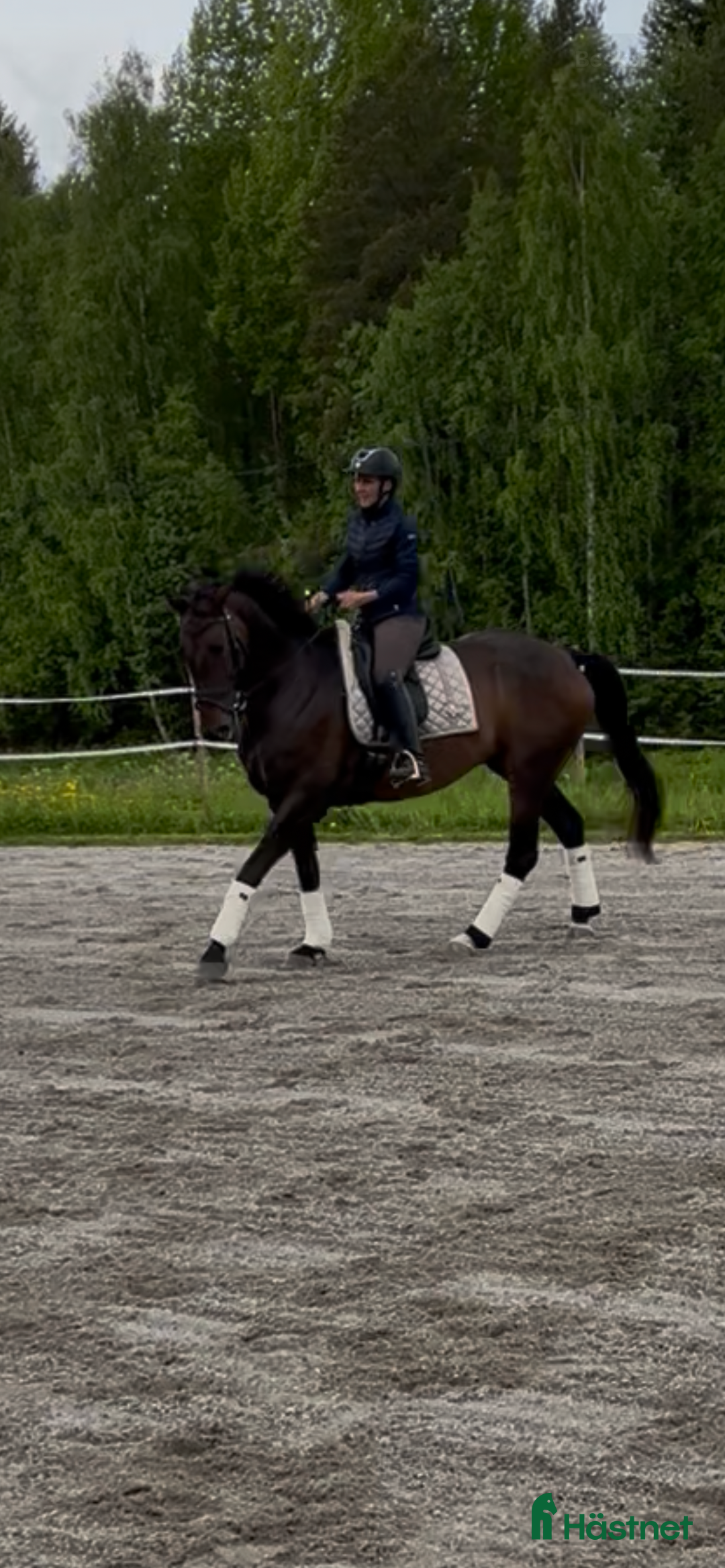 Dressyr hästar till salu: Jättefint dressyrsto säljes i Rosvik - Annons 6