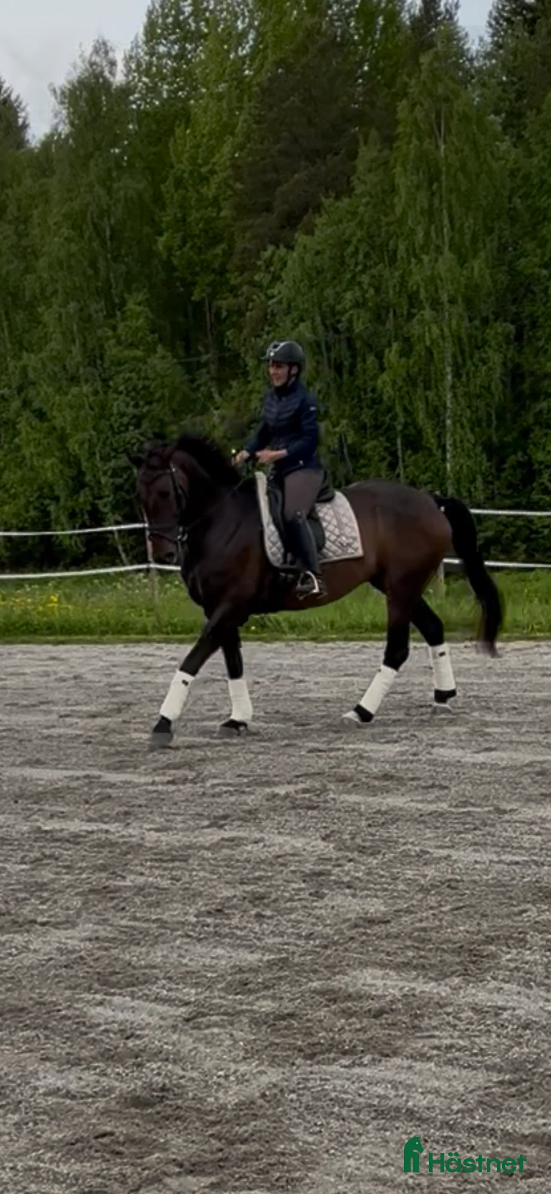 Dressyr hästar till salu: Jättefint dressyrsto säljes i Rosvik - Annons 6