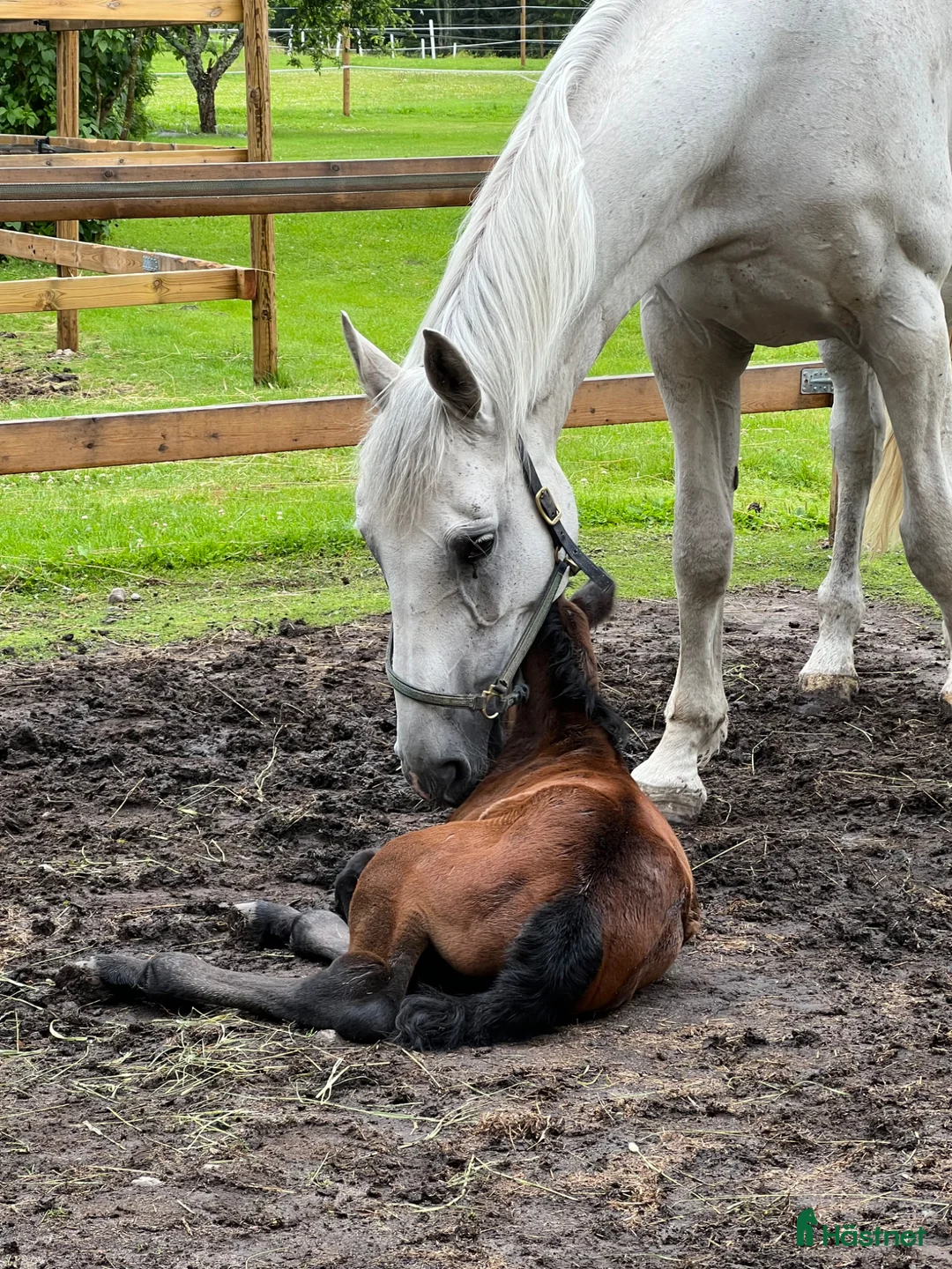 Avelshästar hästar till salu: Avelssto med stark stostam i Hörnefors - Annons 3